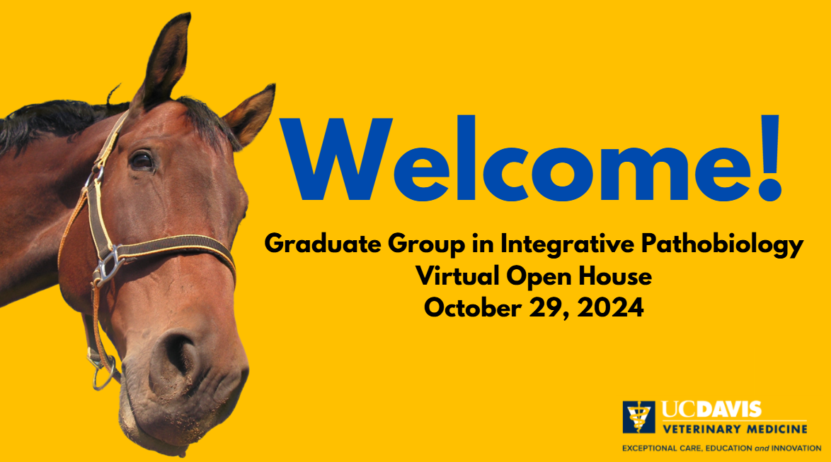 Picture of a horse with welcome screen