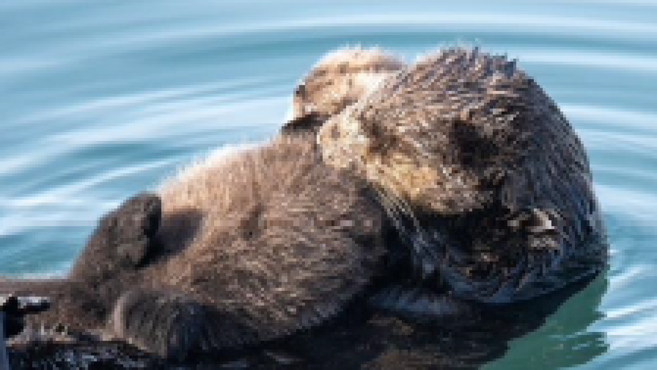 Southern sea otters