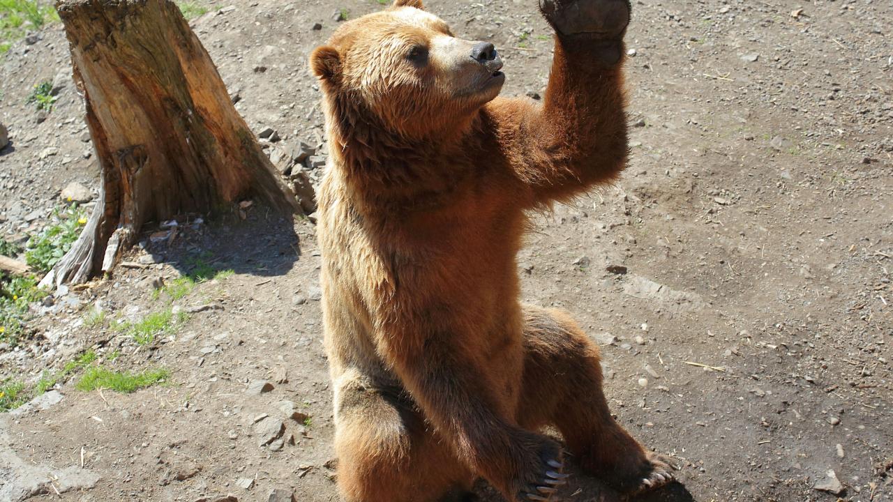 Picture of a bear raising it's hand to ask a question