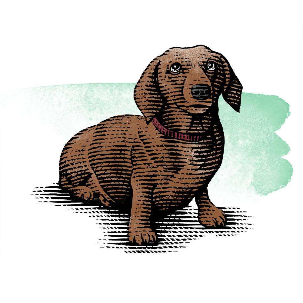 Steven Noble Doxie