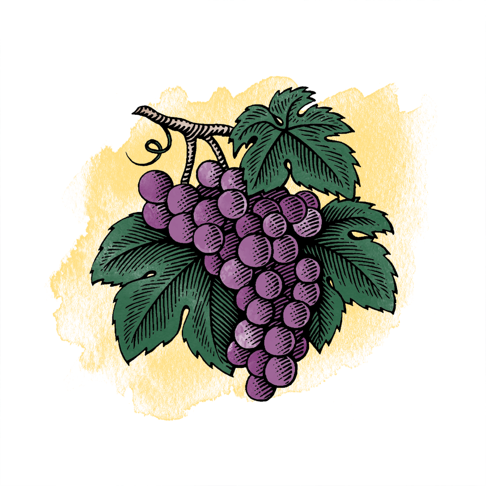 Noble Grapes Graphic