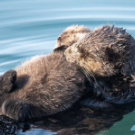 Southern sea otters