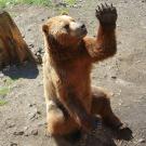 Picture of a bear raising it's hand to ask a question